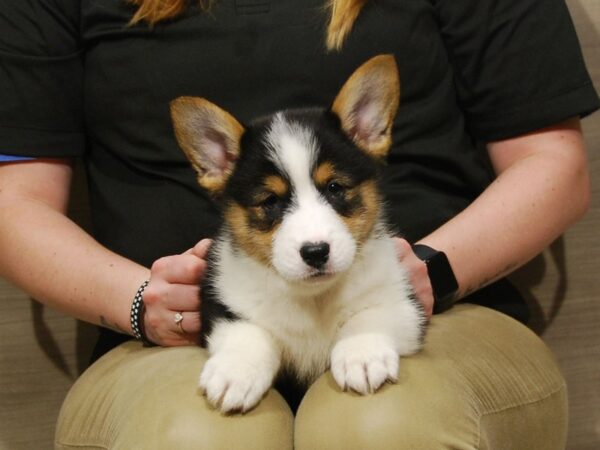 Pembroke Welsh Corgi-DOG-Male-Tri-Colored-16746-Petland Iowa City, Iowa