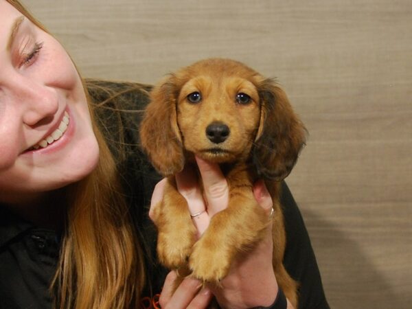 Dachshund DOG Female Wild Boar 16747 Petland Iowa City, Iowa