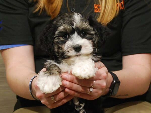 Havanese DOG Male Black / White 16748 Petland Iowa City, Iowa