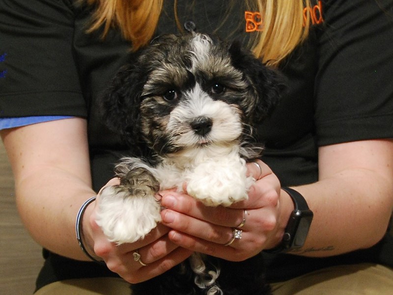 Havanese Dog Male Black / White 16748