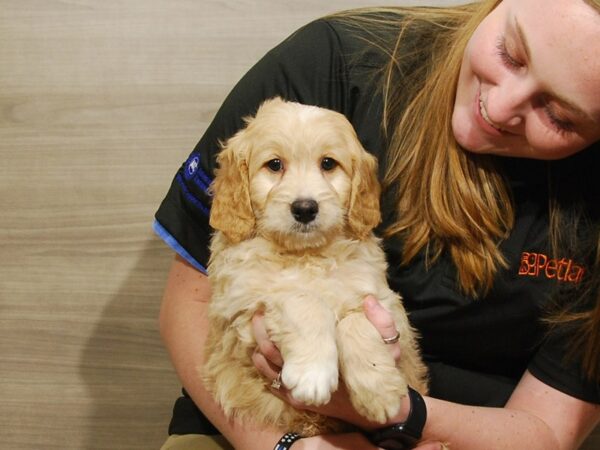 Goldendoodle Mini DOG Male Golden 16749 Petland Iowa City, Iowa