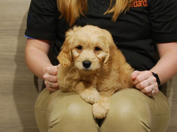 Goldendoodle Mini DOG Female Golden 16750 Petland Iowa City, Iowa