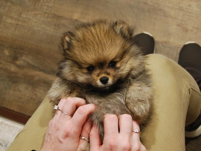 Pomeranian Dog Male Sable 16751