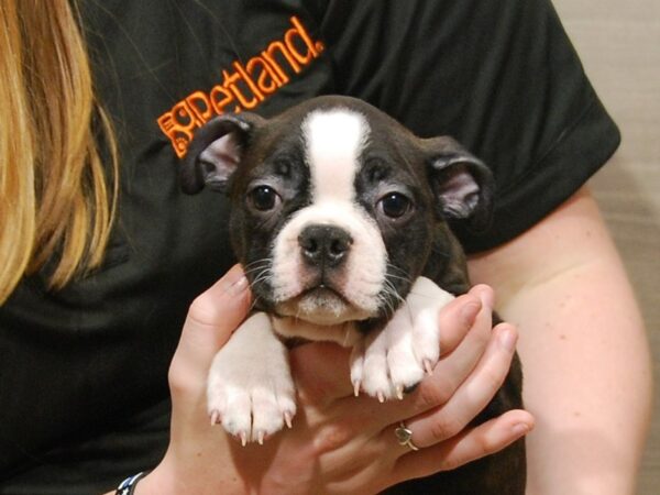 Boston Terrier DOG Female Black & White 16752 Petland Iowa City, Iowa