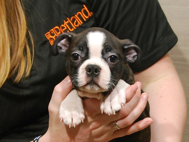 Boston Terrier Dog Female Black & White 16752