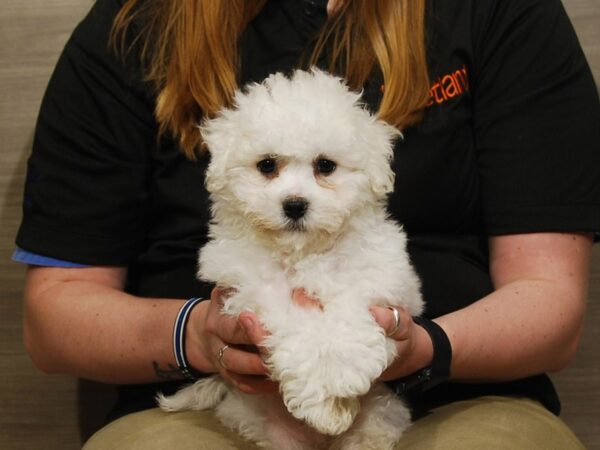 Maltese/Bichon Frise DOG Male White 16753 Petland Iowa City, Iowa