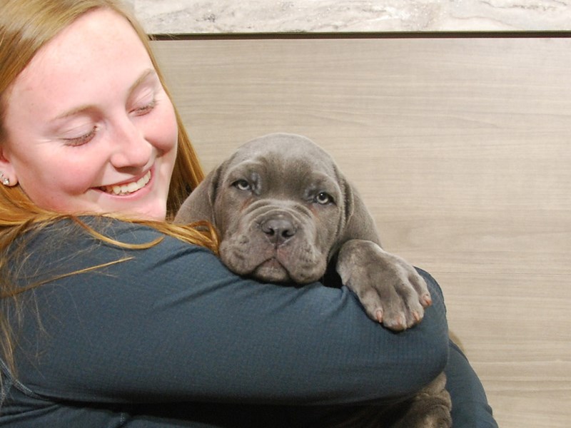 Neapolitan Mastiff Dog Male Blue 16737
