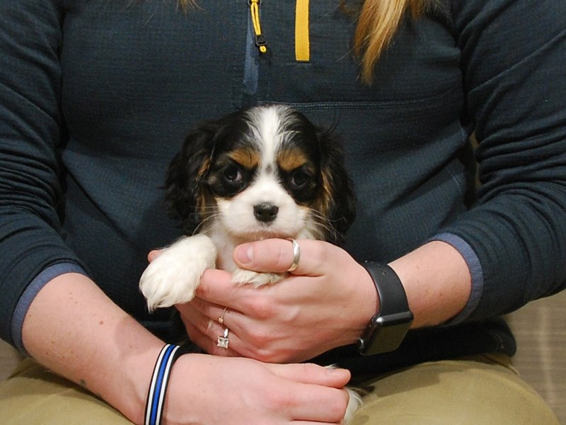 Cavalier King Charles Spaniel Dog Female Black Tan / White 16754