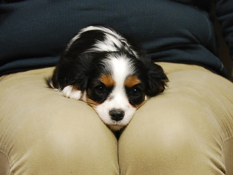 Cavalier King Charles Spaniel Dog Male Black Tan / White 16755