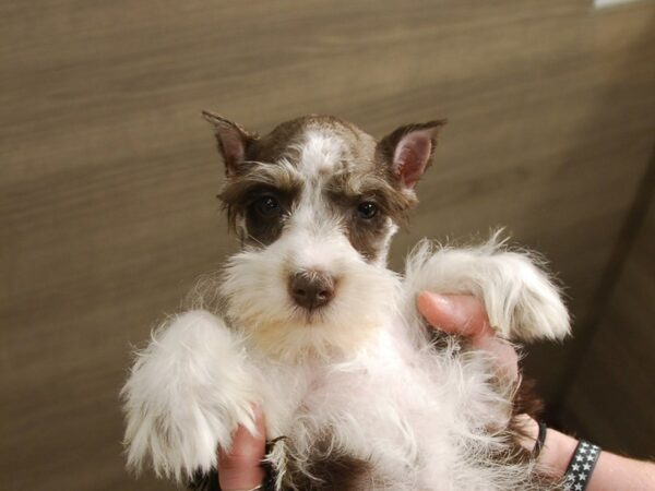 Miniature Schnauzer-DOG-Male-Chocolate / White-16756-Petland Iowa City, Iowa