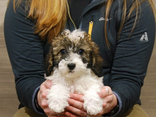 Poodle-DOG-Male-Sable / White-16757-Petland Iowa City, Iowa