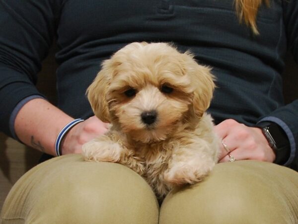 Maltese/Poodle DOG Male Cream 16758 Petland Iowa City, Iowa