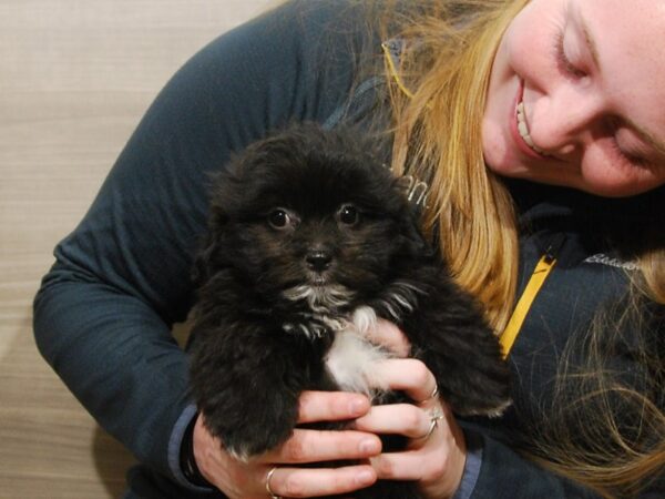 Pomeranian/Shih Tzu-DOG-Male-Black-16759-Petland Iowa City, Iowa