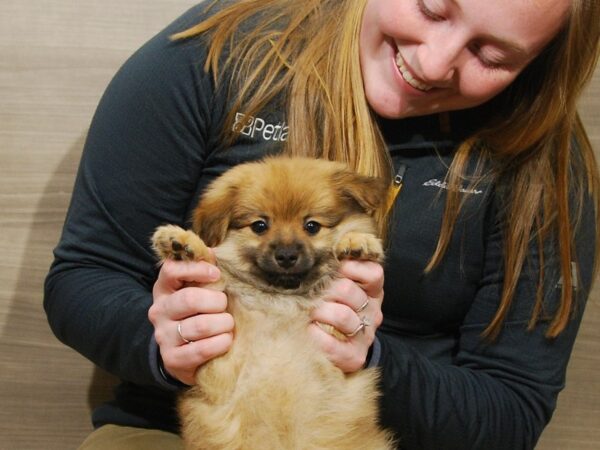 Pomeranian DOG Male Sable 16760 Petland Iowa City, Iowa