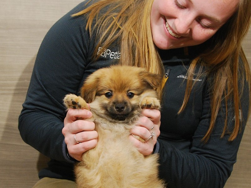 Pomeranian Dog Male Sable 16760