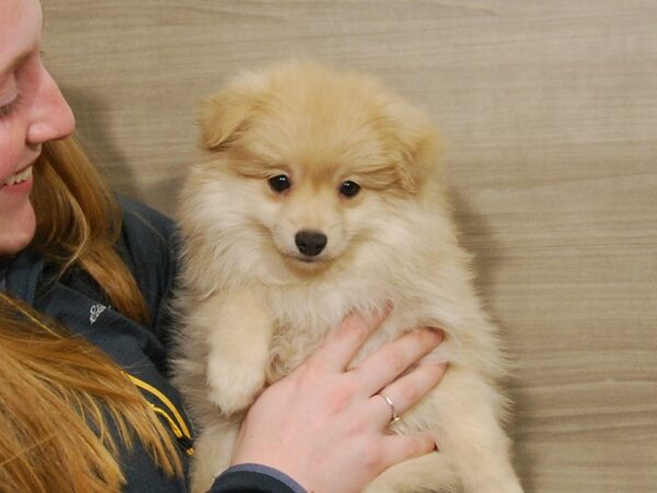 Pomeranian DOG Male Cream 16761 Petland Iowa City, Iowa