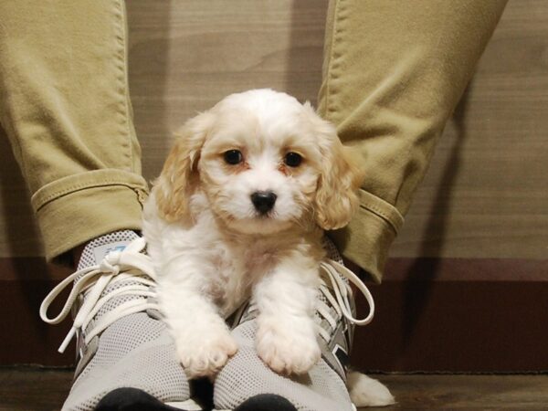 Cavashon-DOG-Male-Cream & Tan-16762-Petland Iowa City, Iowa