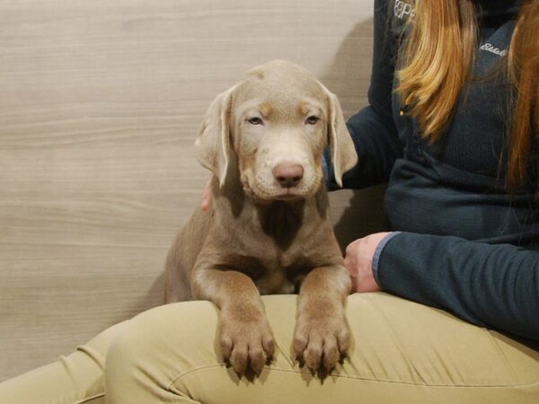 Labrador Retriever DOG Male Silver 16763 Petland Iowa City, Iowa