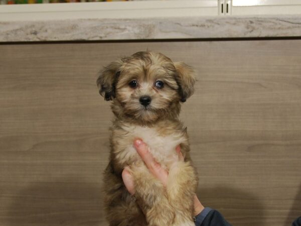 Havapoo-DOG-Female-Blue Merle-16764-Petland Iowa City, Iowa