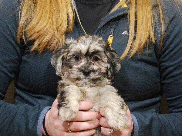 Havapoo DOG Female Blue Merle 16765 Petland Iowa City, Iowa