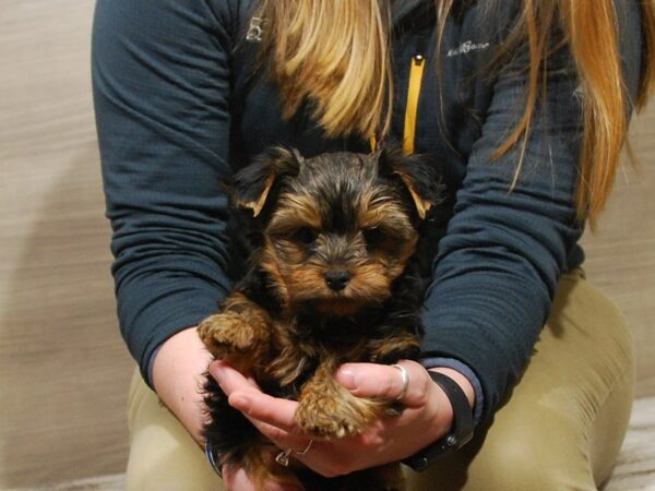 Yorkshire Terrier DOG Male Black & Gold 16766 Petland Iowa City, Iowa