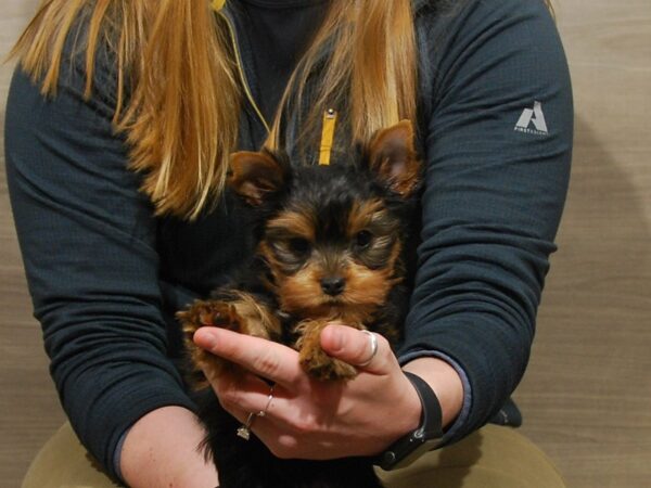 Yorkshire Terrier DOG Male Black & Gold 16767 Petland Iowa City, Iowa