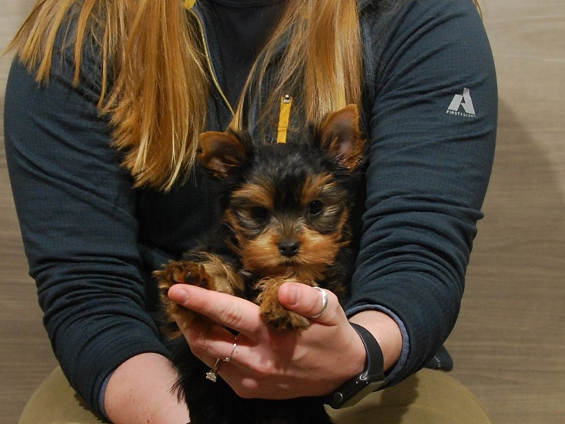 Yorkshire Terrier Dog Male Black & Gold 16767