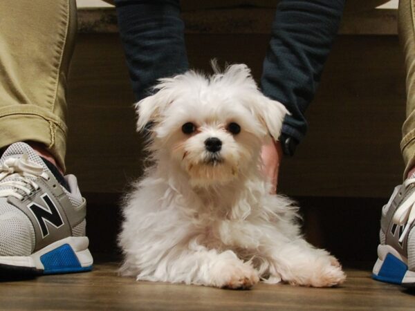 Maltese DOG Male White 16768 Petland Iowa City, Iowa