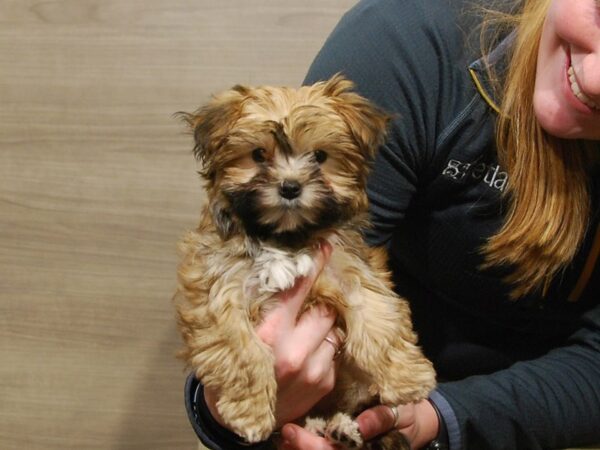 Yorkshire Terrier/Maltese DOG Female Gold 16769 Petland Iowa City, Iowa