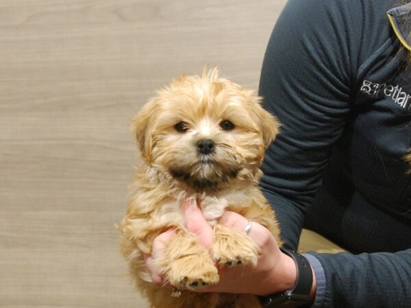 Yorkshire Terrier/Maltese DOG Female Gold 16770 Petland Iowa City, Iowa