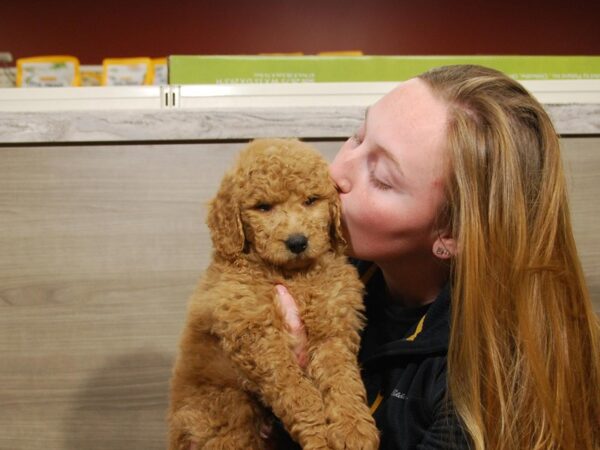 2nd Generation Goldendoodle-DOG-Male--16774-Petland Iowa City, Iowa