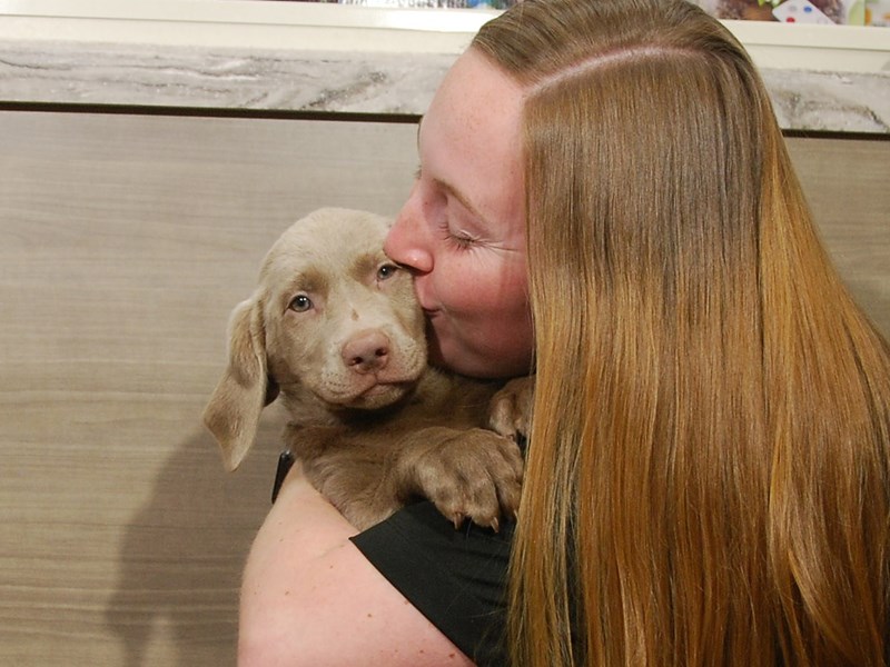 Labrador Retriever Dog Female Silver 16775