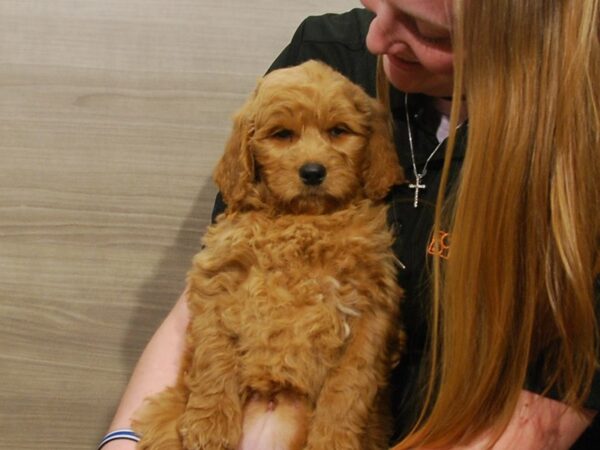 Goldendoodle 2nd Gen DOG Female Golden 16777 Petland Iowa City, Iowa