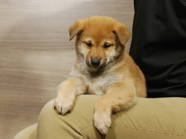 Shiba Inu DOG Male Red 16782 Petland Iowa City, Iowa