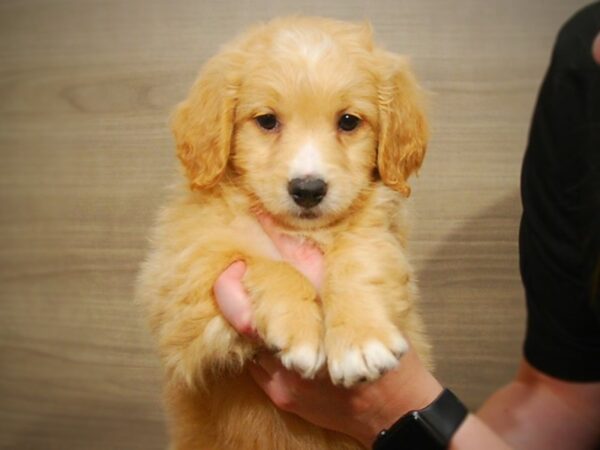 Goldendoodle Mini DOG Female Golden 16779 Petland Iowa City, Iowa