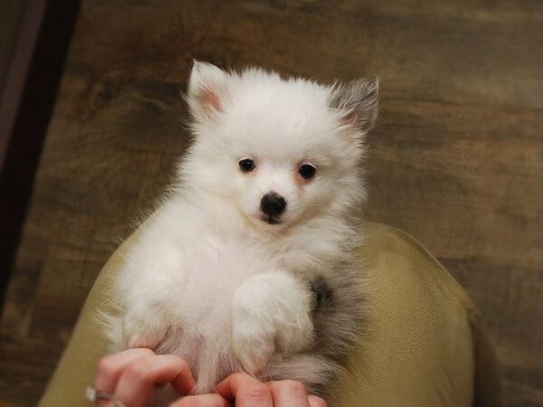 Pomeranian DOG Female White 16780 Petland Iowa City, Iowa