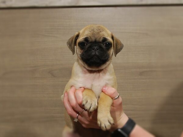 Pug DOG Female Fawn 16781 Petland Iowa City, Iowa