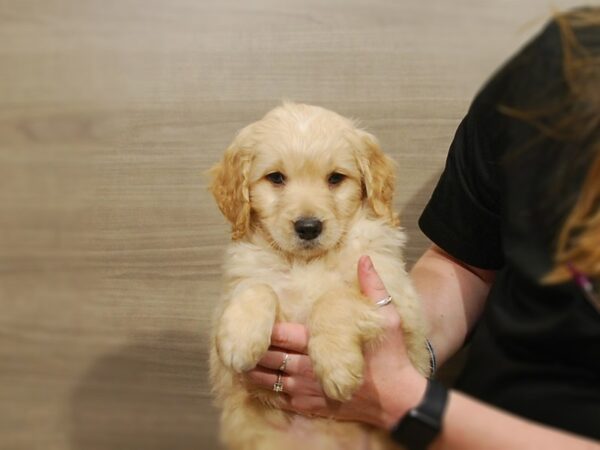 Goldendoodle Mini DOG Male Golden 16778 Petland Iowa City, Iowa