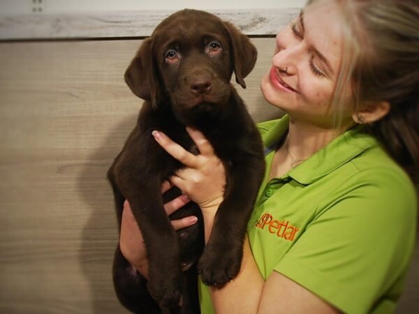 Labrador Retriever DOG Female Chocolate 16776 Petland Iowa City, Iowa