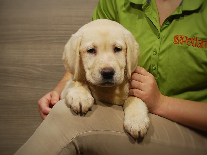 Labrador Retriever Dog Female Yellow 16783