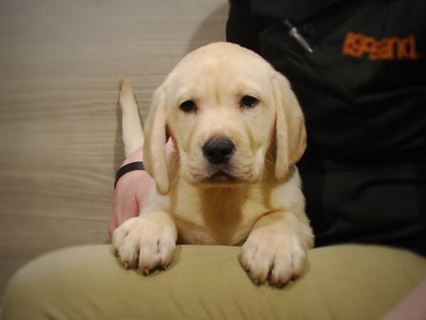 Labrador Retriever DOG Male Yellow 16784 Petland Iowa City, Iowa