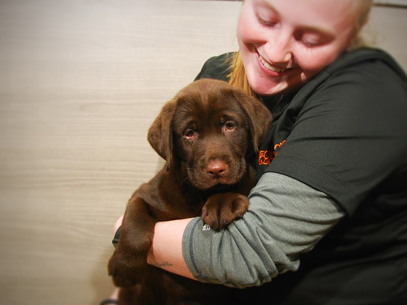 Labrador Retriever Dog Male Chocolate 16785