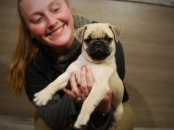 Pug DOG Male Fawn 16786 Petland Iowa City, Iowa