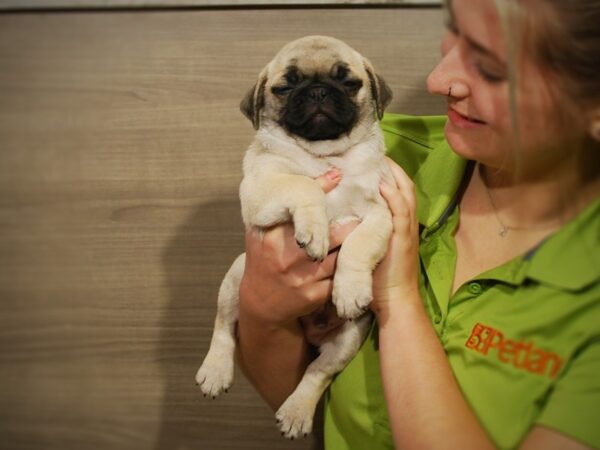 Pug DOG Male Fawn 16787 Petland Iowa City, Iowa