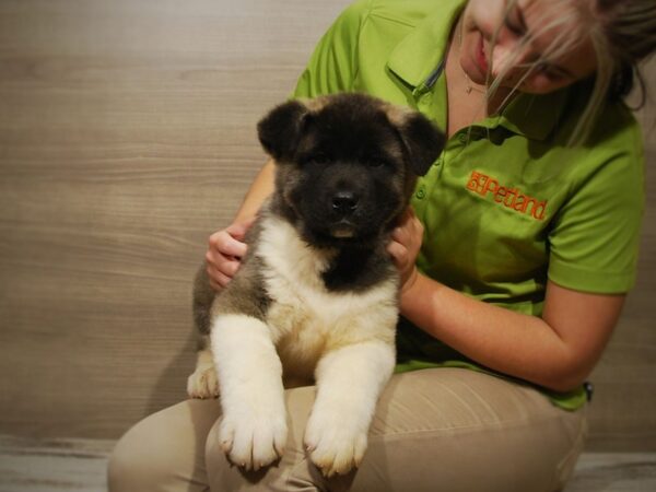 Akita DOG Male Black / White 16788 Petland Iowa City, Iowa