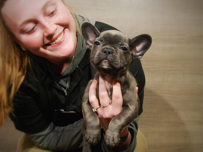 French Bulldog Dog Male Blue 16790