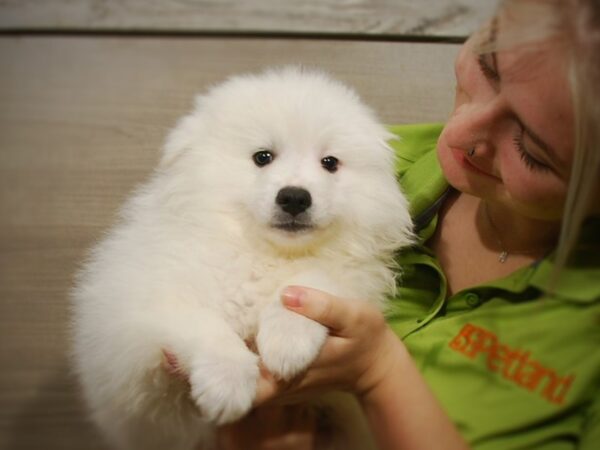 American Eskimo DOG Male White 16789 Petland Iowa City, Iowa