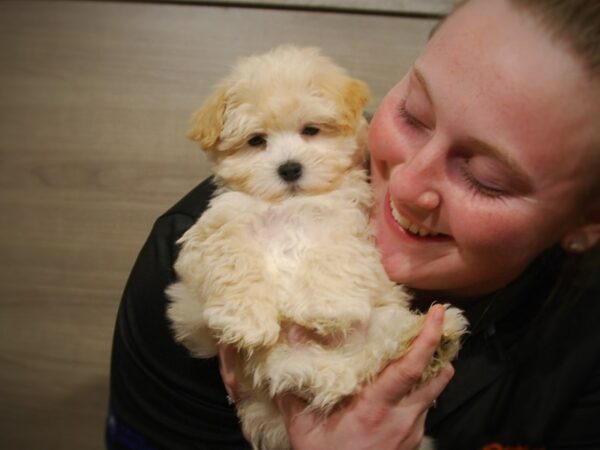 Poodle/Maltese DOG Male Cream 16791 Petland Iowa City, Iowa