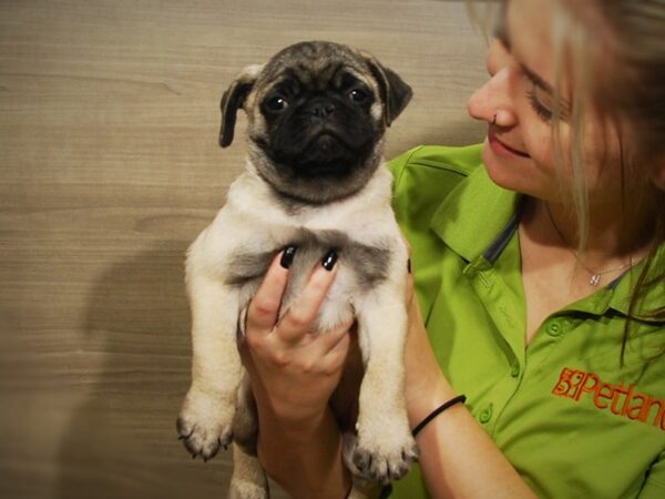 Pug DOG Male Fawn 16793 Petland Iowa City, Iowa