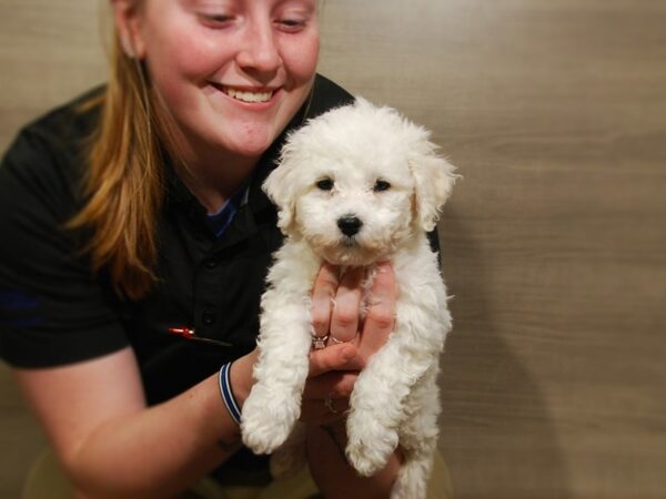 Bichon Frise DOG Male White 16794 Petland Iowa City, Iowa